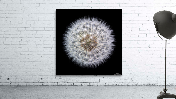 Dandelion Clock Wall Preview
