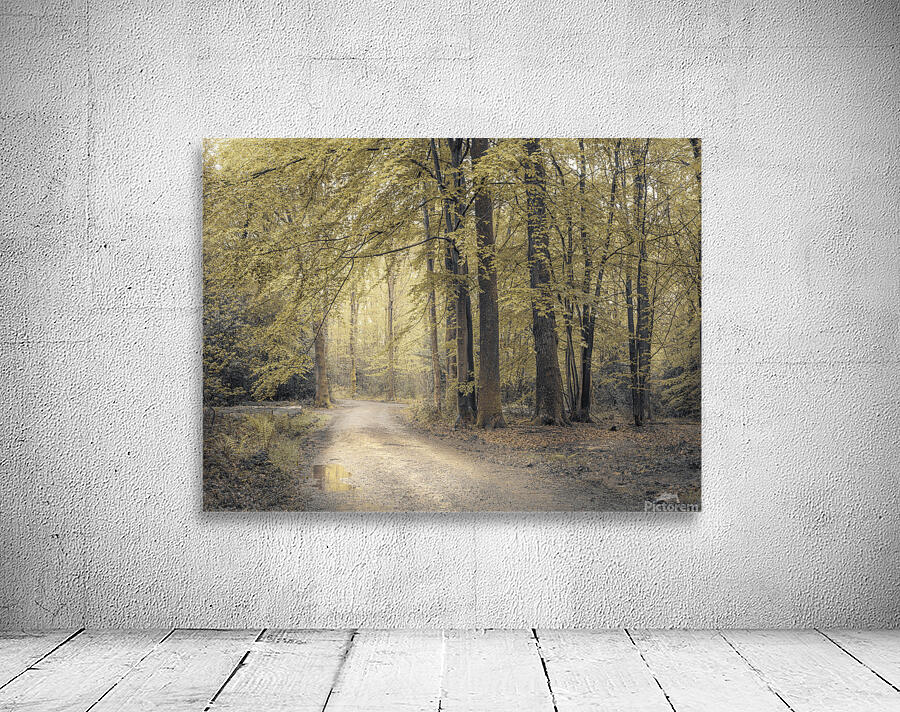 Forest Wanderings Wall Preview