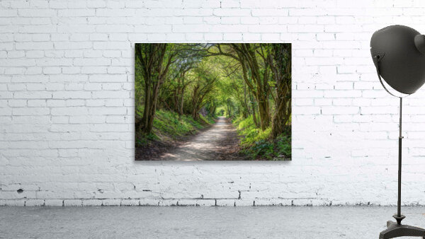 Journey through Forest Wall Preview