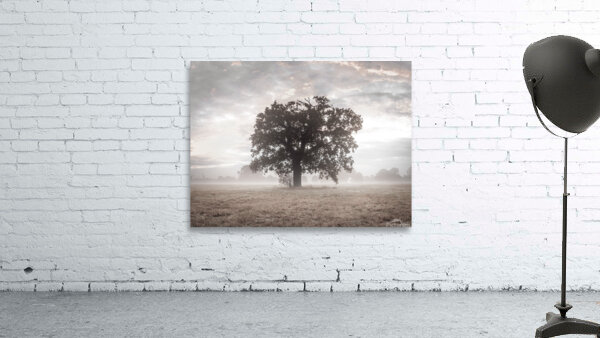 Tree at sunrise Wall Preview