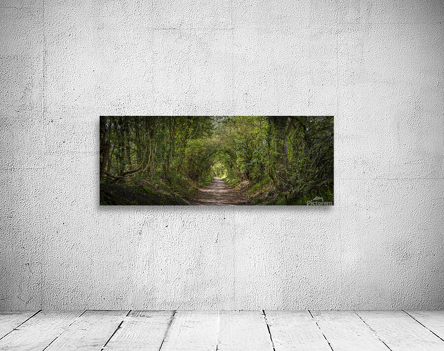 Journey through Forest Wall Preview