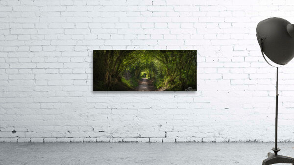 Journey through Forest Wall Preview