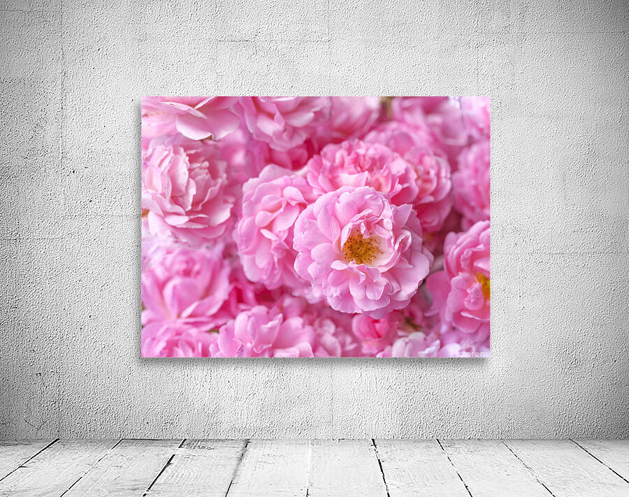 Pink Roses Wall Preview