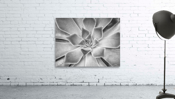 Echeveria Wall Preview