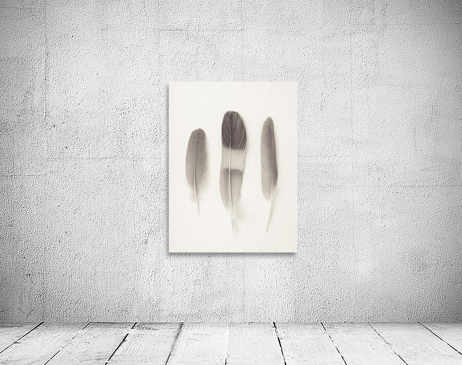 Delicate Feathers Wall Preview
