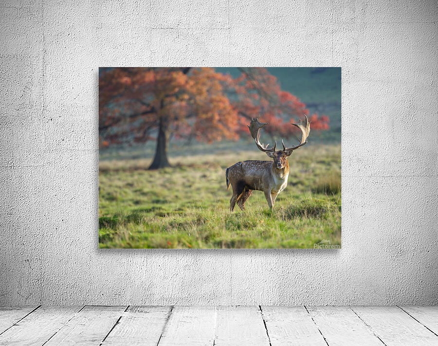 Stag in wild Wall Preview