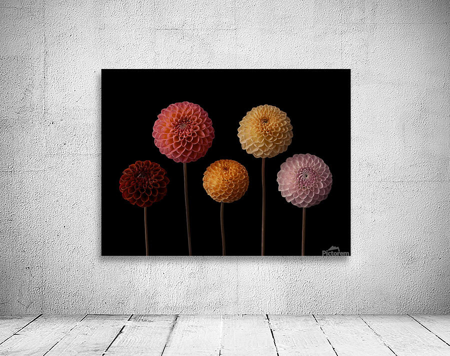 Dahlia Diversity Wall Preview