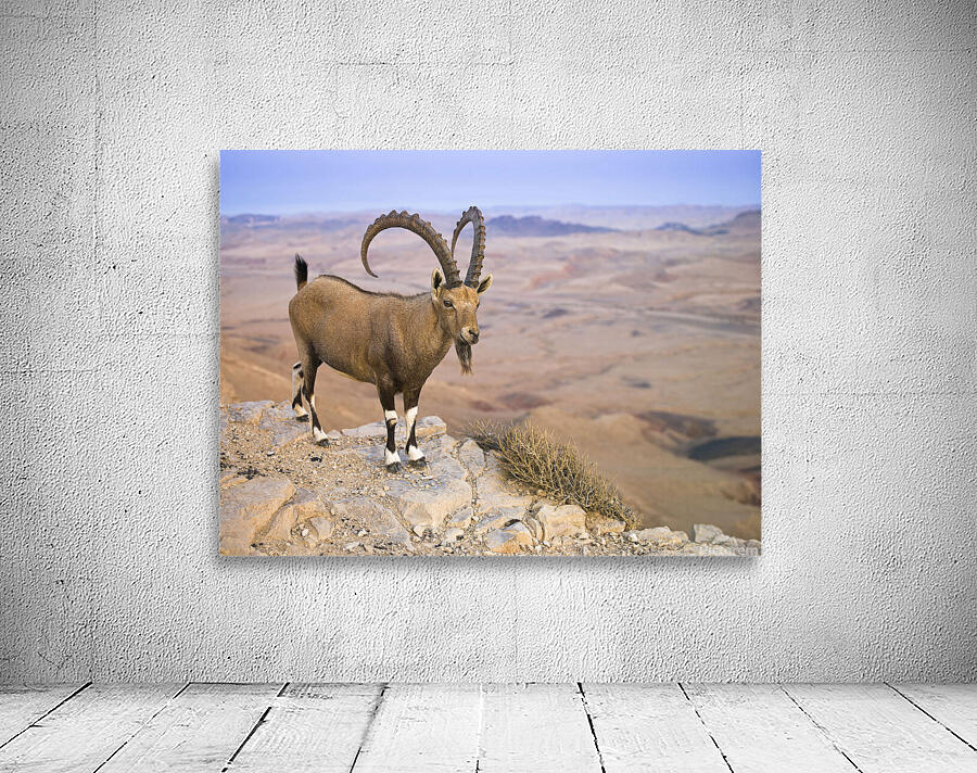 Ibex on cliff Wall Preview