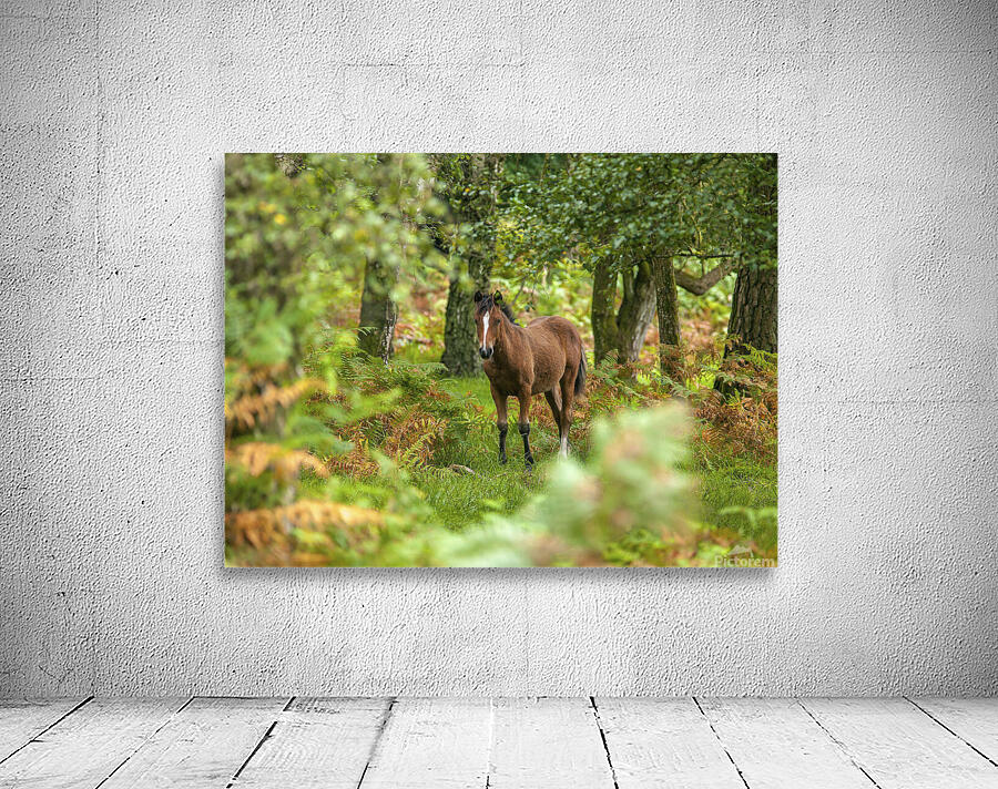 New Forest Nomad Wall Preview