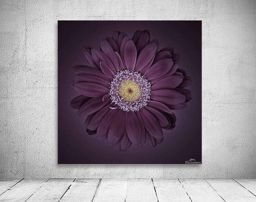 Gerbera daisy Wall Preview