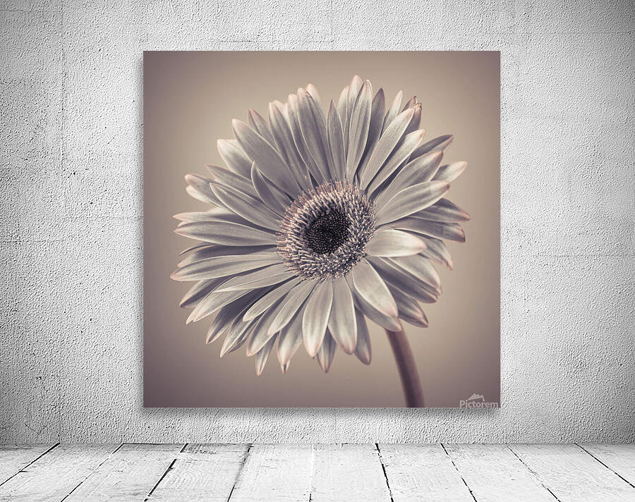 Gerbera Cream Wall Preview