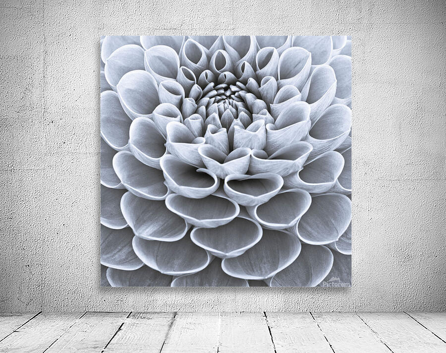 Dahlia Flower Wall Preview