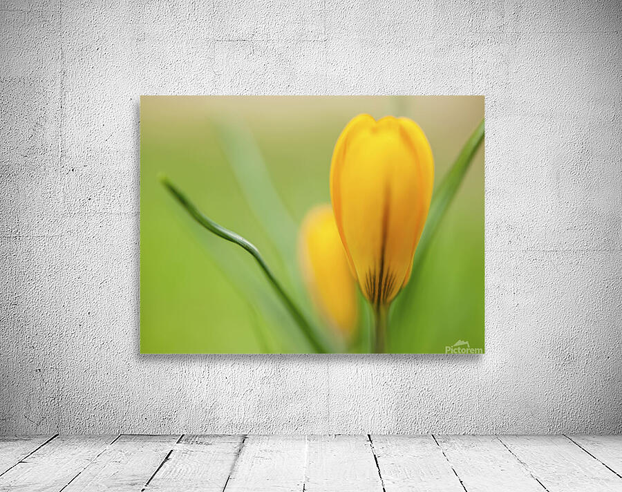 Yellow Crocus Wall Preview