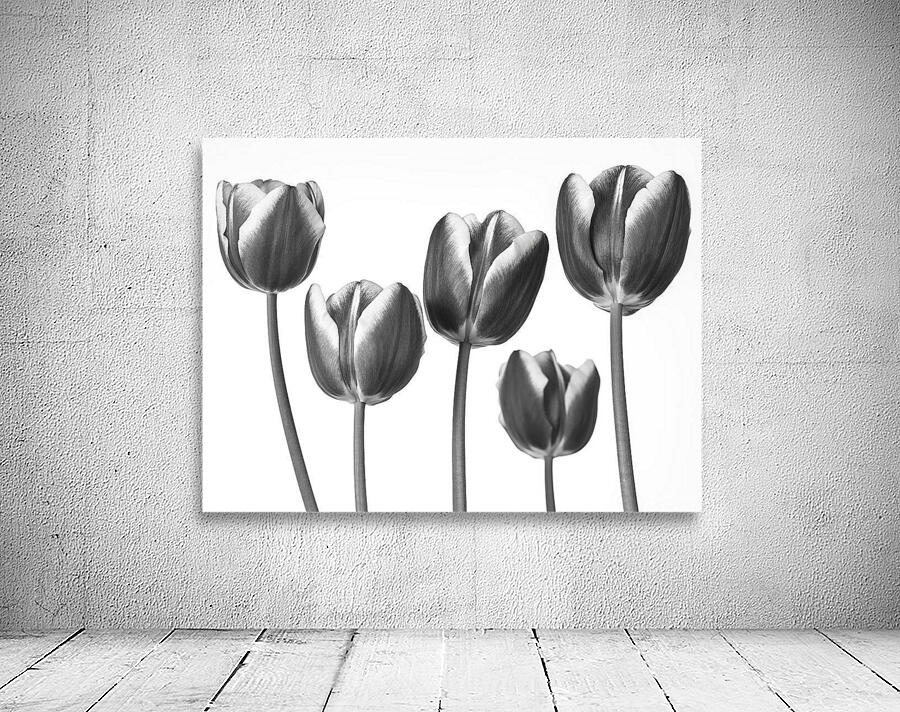 Fresh and Beautiful Tulips Wall Preview