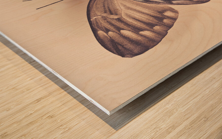 Butterfly Wood print