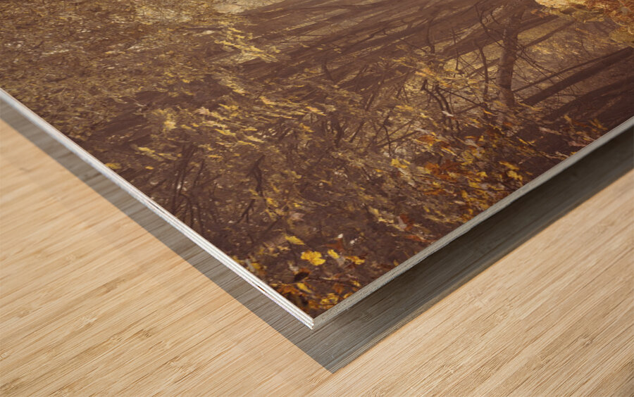 Forest Walkway Wood print