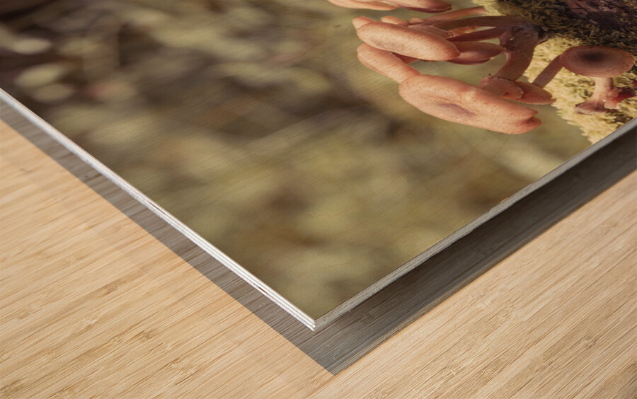 Mushrooms Wood print