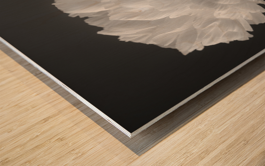 Peony flower Wood print