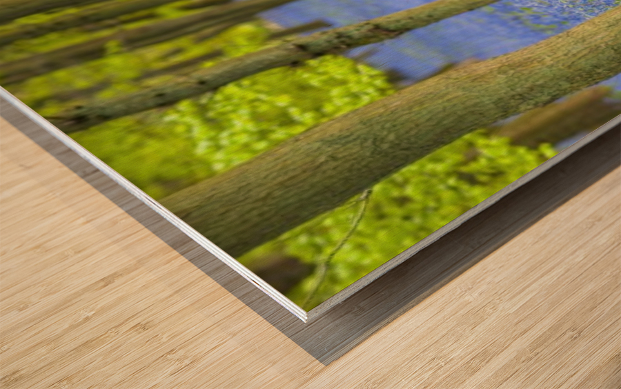 Bicycle in spring forest Wood print