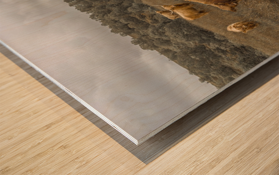 Highland Cows Wood print