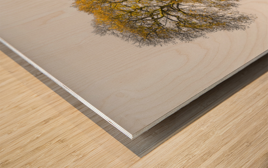 Tree on a hill, yellow, gold Wood print