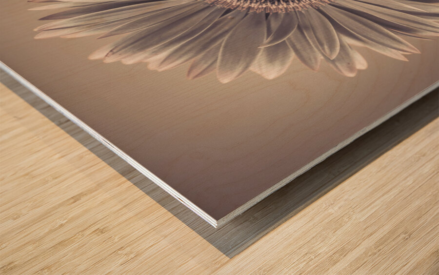 Gerbera Cream Wood print