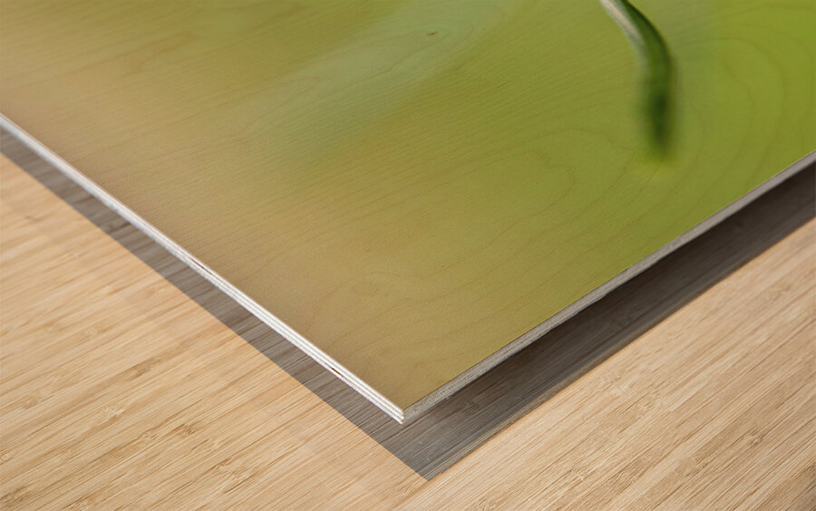 Yellow Crocus Wood print