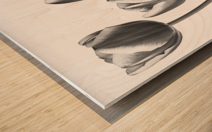 Fresh and Beautiful Tulips Wood print