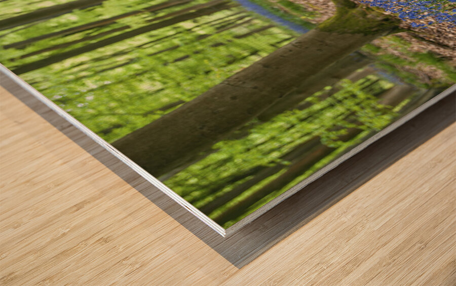 Dog in Bluebells Wood print