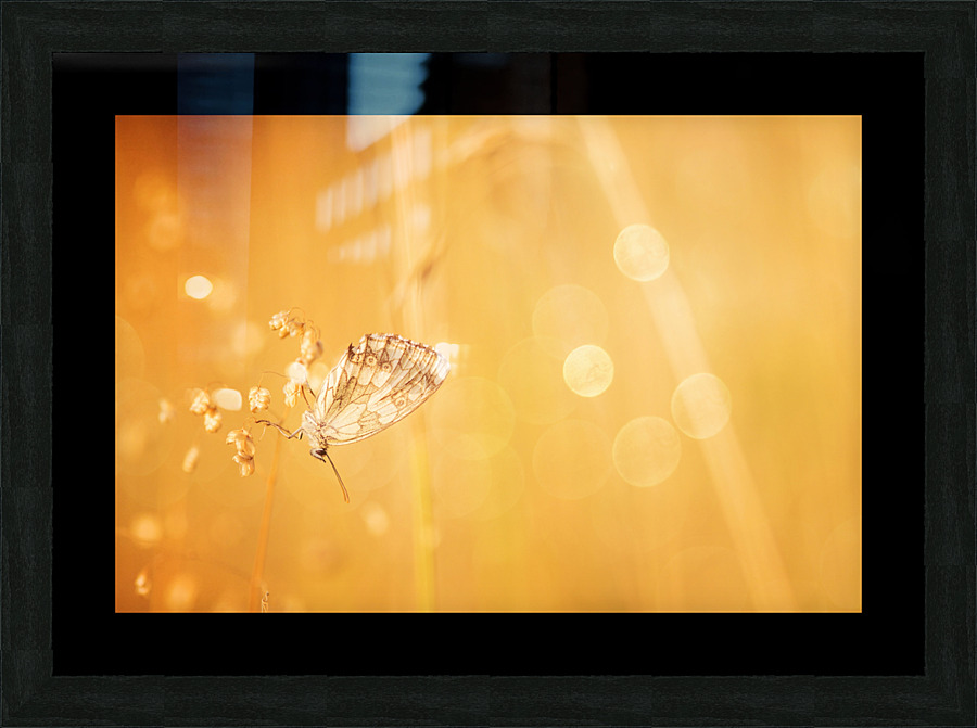Solo Picture Frame print