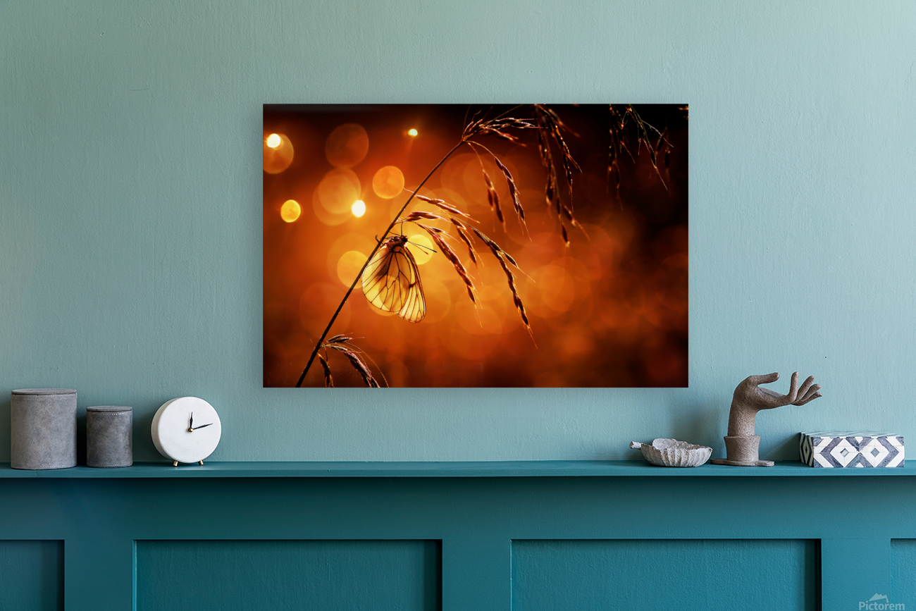 Bokeh Reproduction