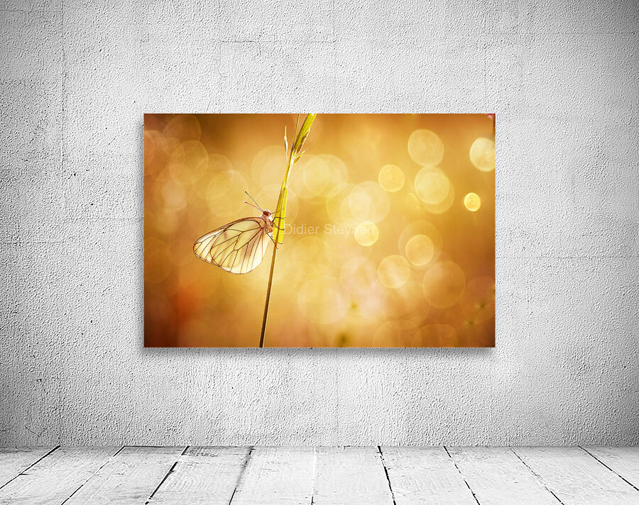 Warm Wall Preview