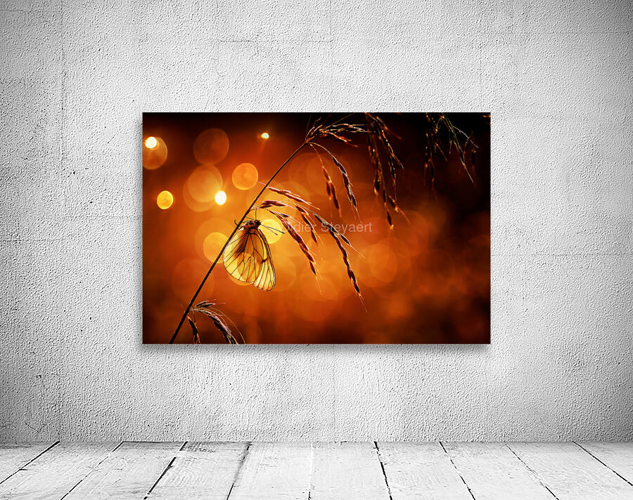 Bokeh Wall Preview