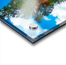 Grizzly Giant Acrylic print