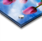 Tulip Dreams Acrylic print