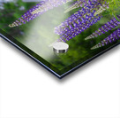 New England Bloom Acrylic print
