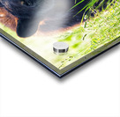 Im Hangry! Acrylic print