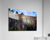 Spring Colors Acrylic Print