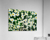 Blossoming Beauty Acrylic Print