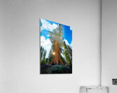 Grizzly Giant Acrylic Print