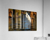 Evening Perch Acrylic Print