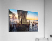 Cypress Shallows Acrylic Print