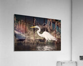 Snowy Egret Acrylic Print