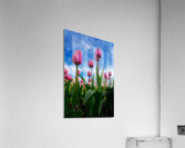 Tulip Dreams Acrylic Print