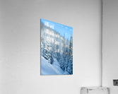 Snowy Spruces Acrylic Print