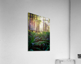 Oregon Redwoods Acrylic Print