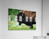 American Bison Acrylic Print