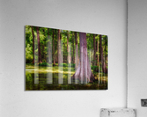 Spring in the Bayou Acrylic Print