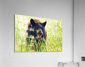 Im Hangry! Acrylic Print