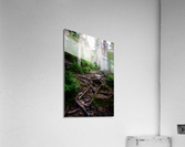The Forest Gates Acrylic Print